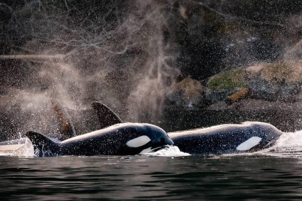 Вілла Nature Lovers' Paradise Нанаймо Екстер'єр фото