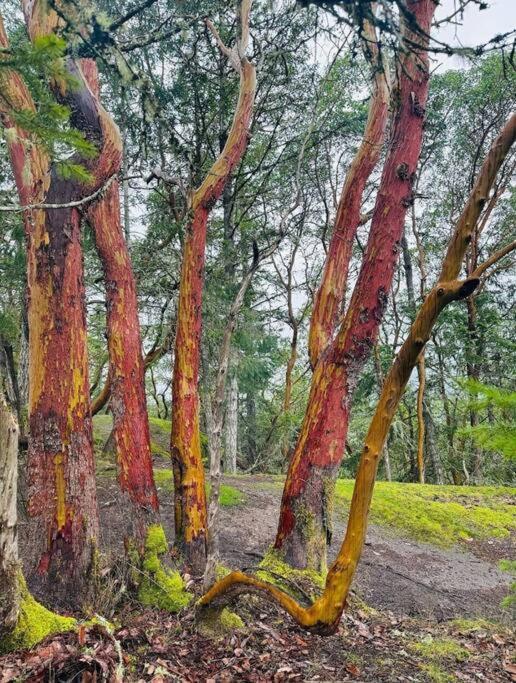 Вілла Nature Lovers' Paradise Нанаймо Екстер'єр фото